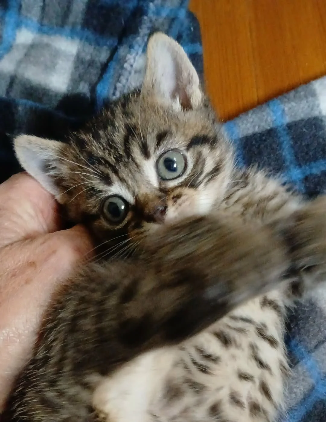 Dinky-Kitten-For-Adoption-With-Hart-3.jpg