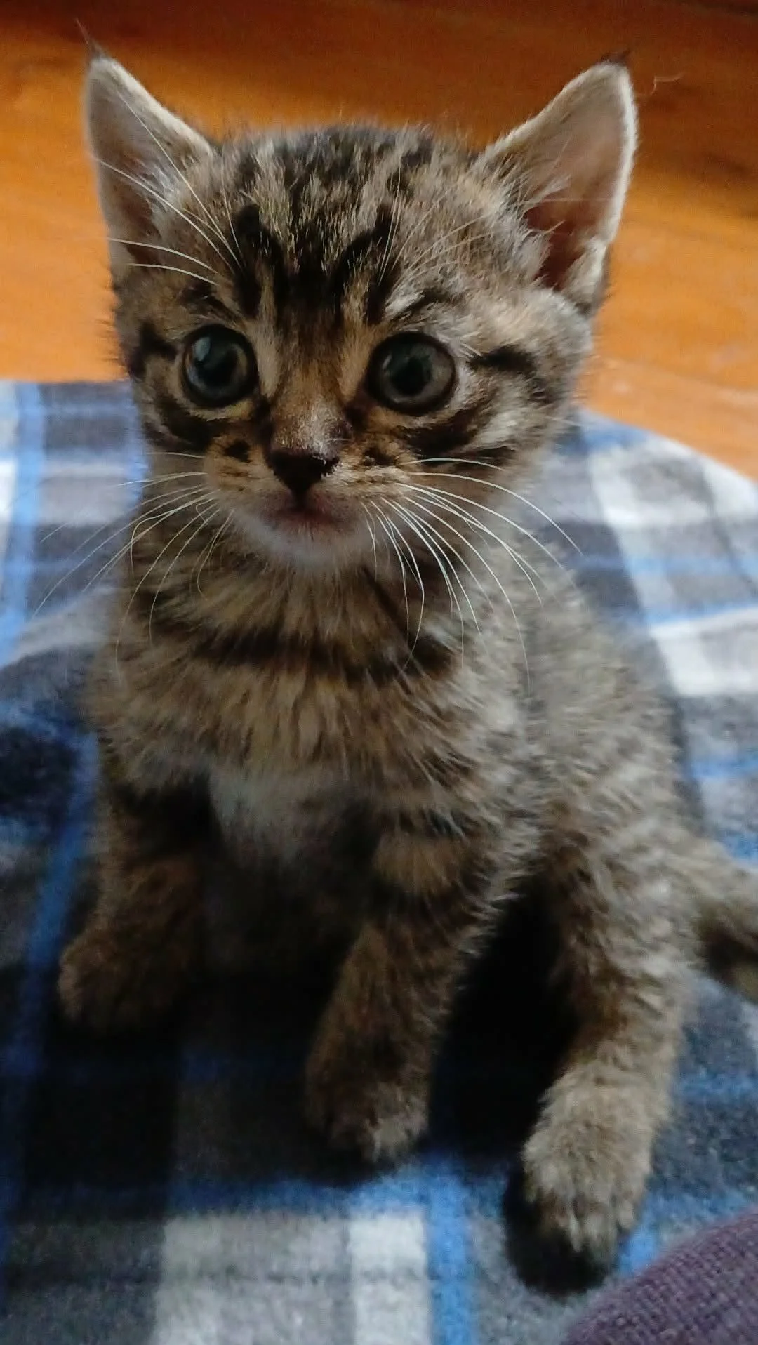 Dinky-Kitten-For-Adoption-With-Hart-2.jpg