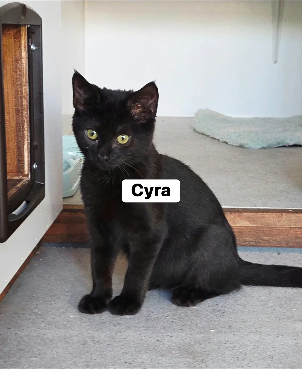 Cyra-Kitten-For-Adoption-With-Hart-1.jpg