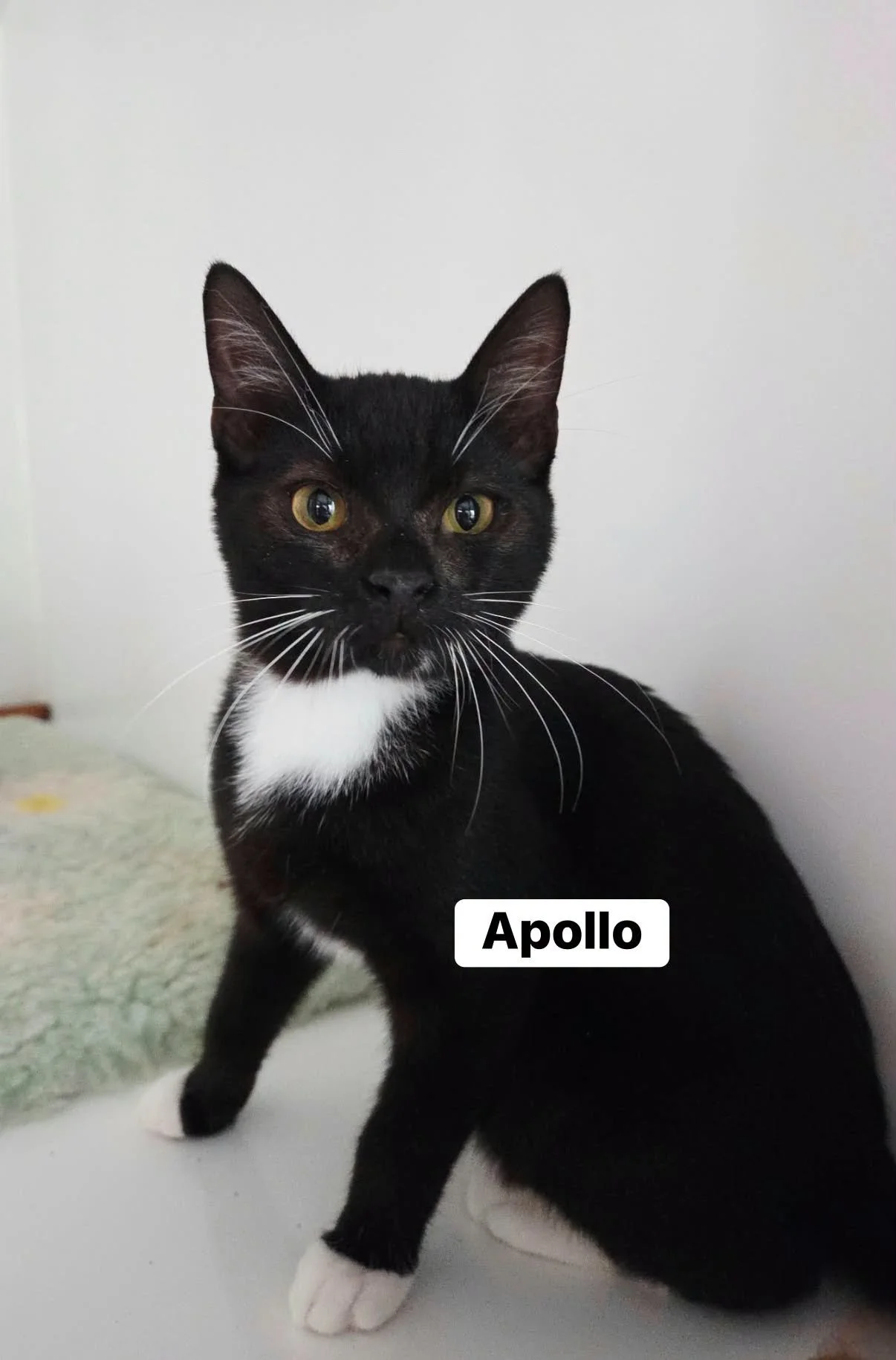 Apollo-Kitten-For-Adoption-With-Hart-1.jpg