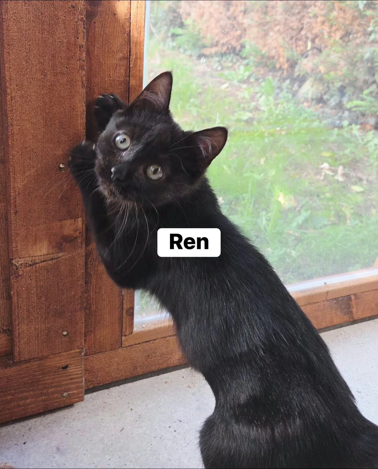 Ren-Kitten-For-Adoption-With-Hart-11.jpg
