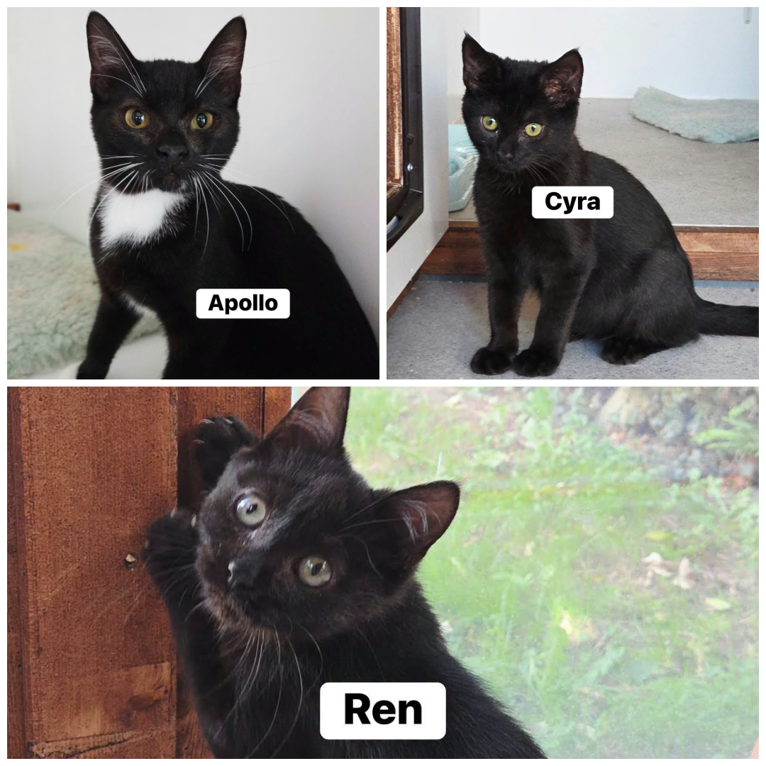 Apollo, Cyra &amp; Ren