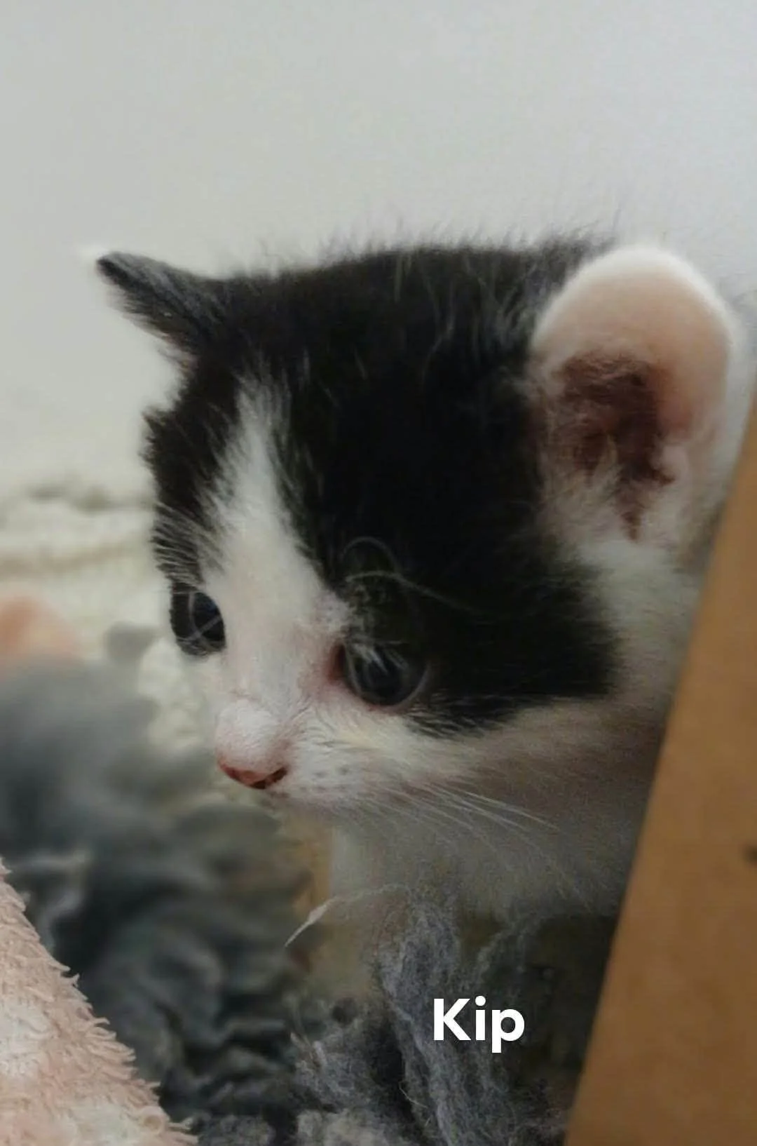 Kip-Kitten-For-Adoption-With-Hart-1.jpg