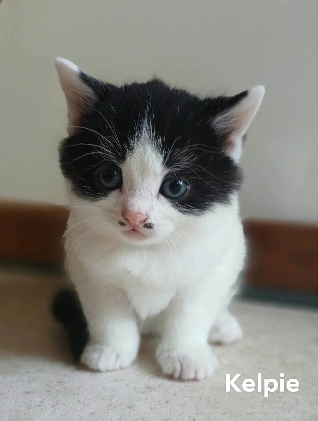 Kelpie-Kitten-For-Adoption-With-Hart-1.jpg