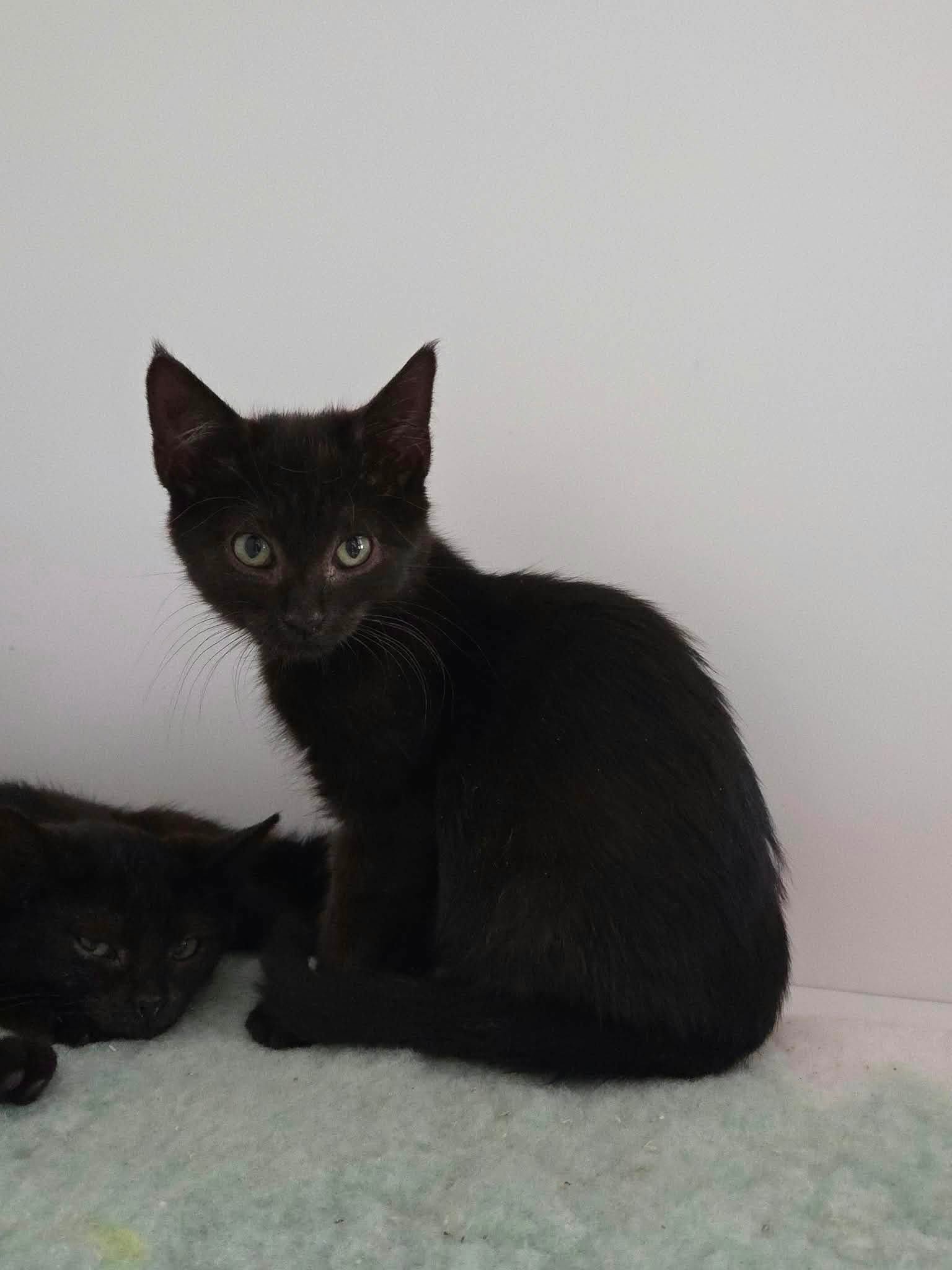 Luna-Cyra-Sol-Kittens-For-Adoption-With-Hart-2.jpg