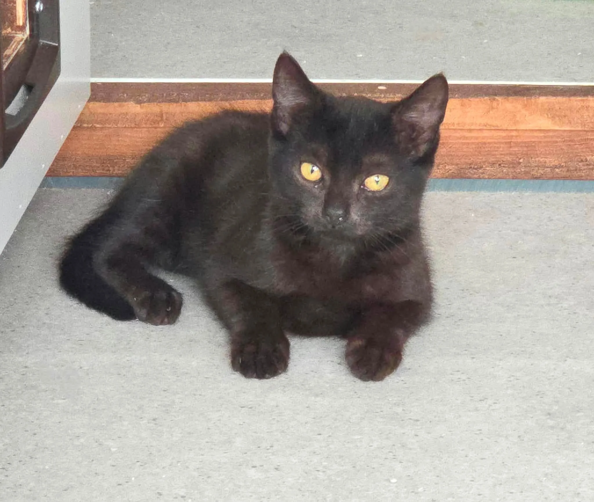 Luna-Cyra-Sol-Kittens-For-Adoption-With-Hart-3.jpg