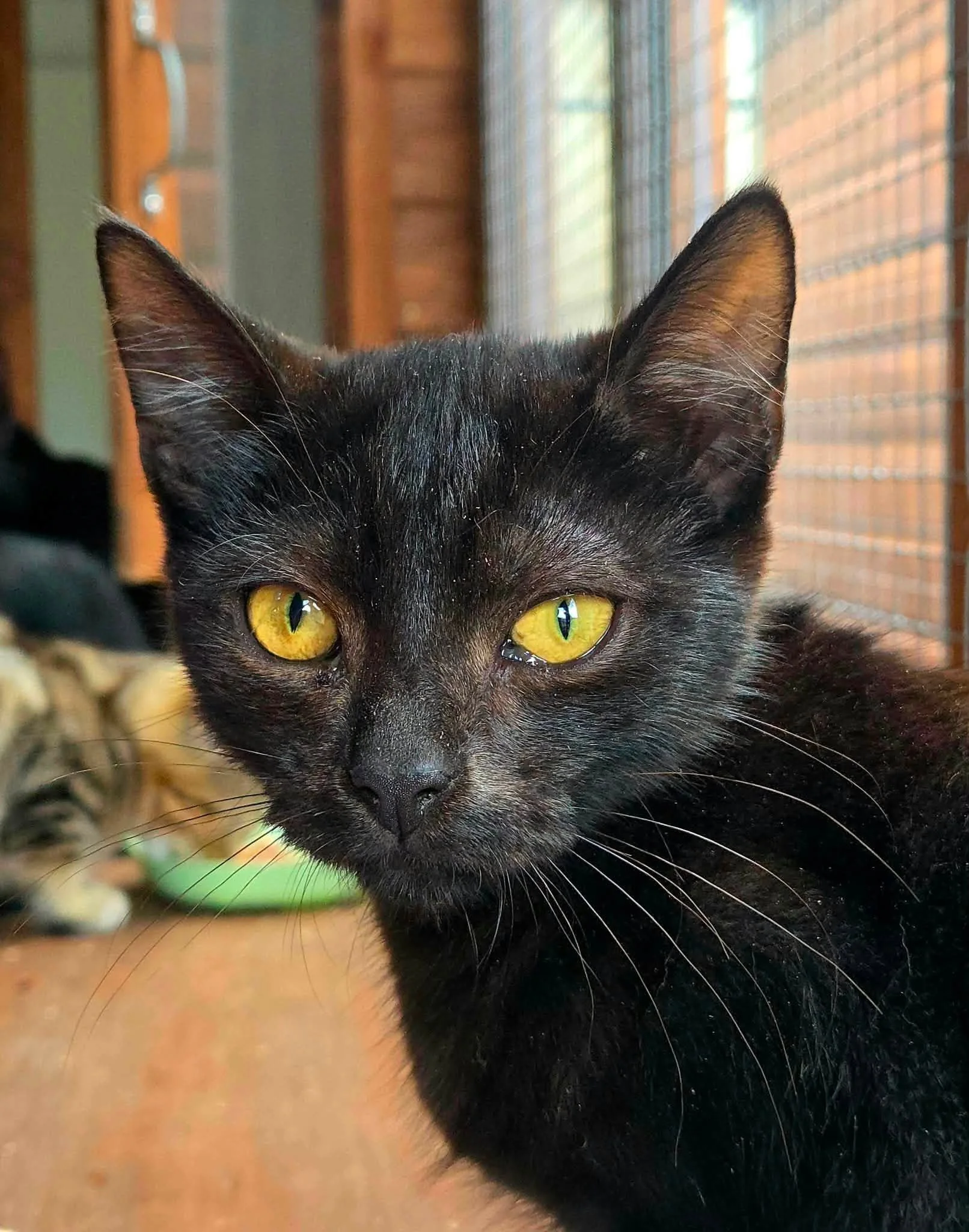 Luna-Cyra-Sol-Kittens-For-Adoption-With-Hart-1.jpg