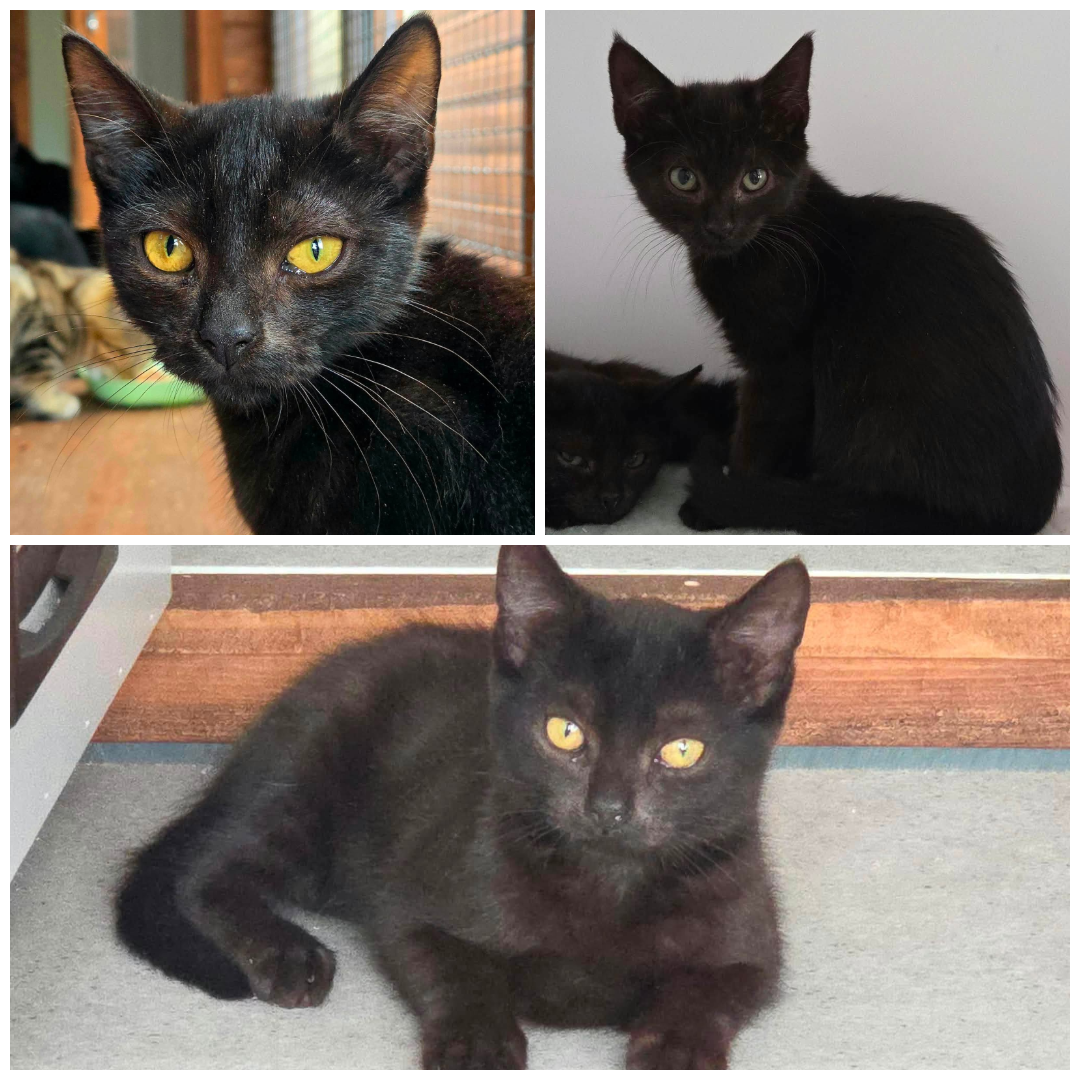 Luna, Cyra &amp; Sol