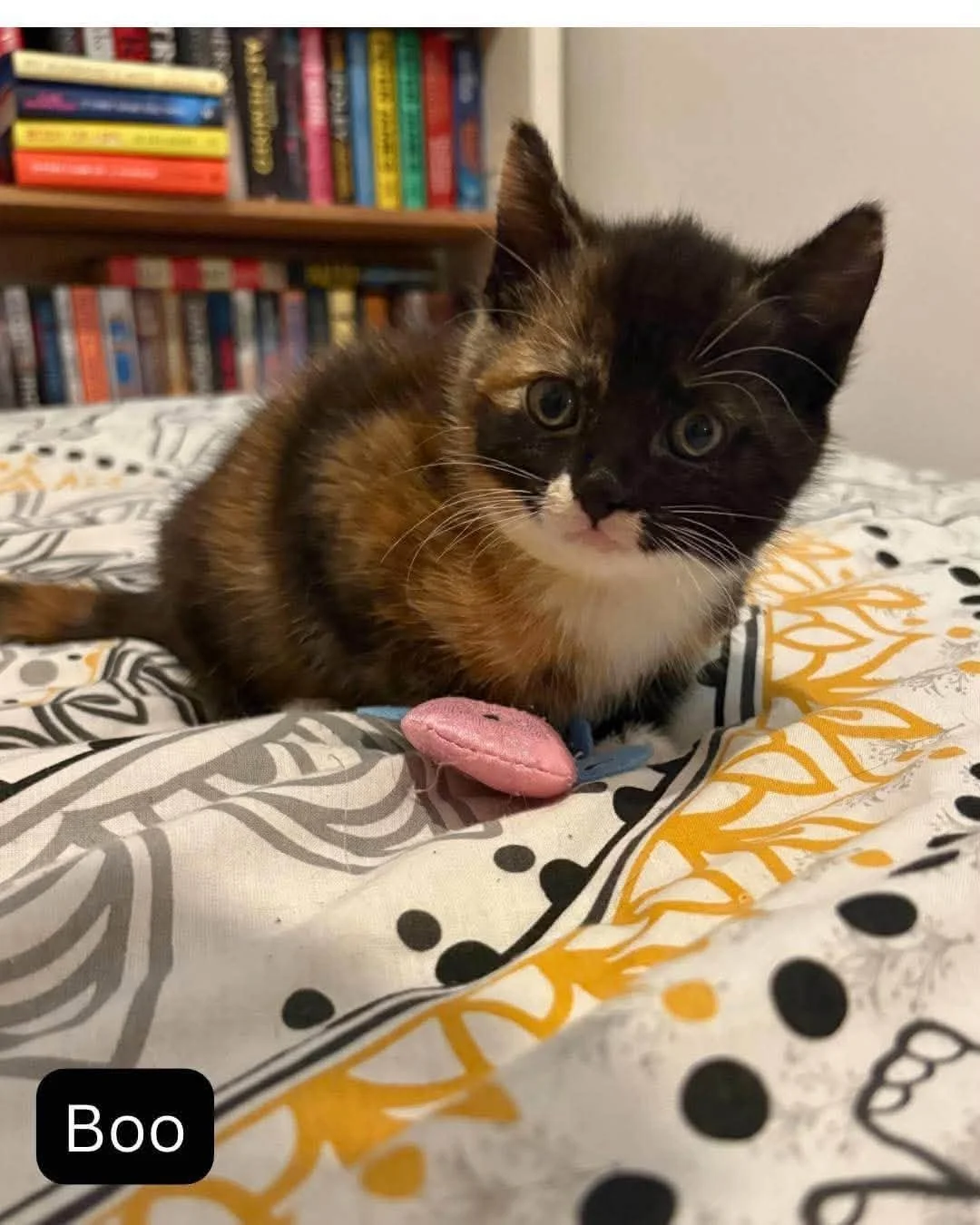 Boo-Kitten-For-Adoption-With-Hart-1.jpg