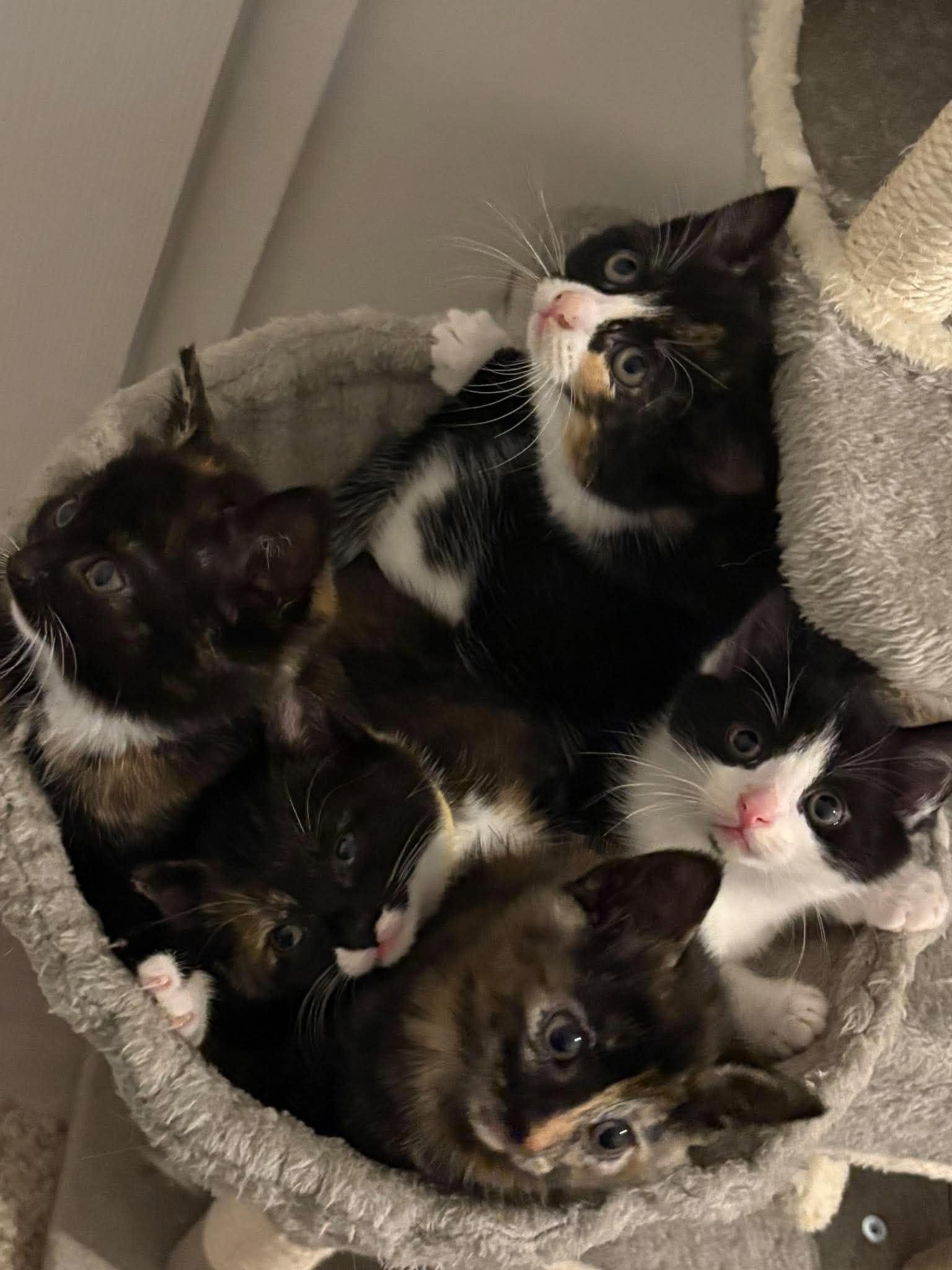 Halloween-Litter-of-Kittens-HART.jpg