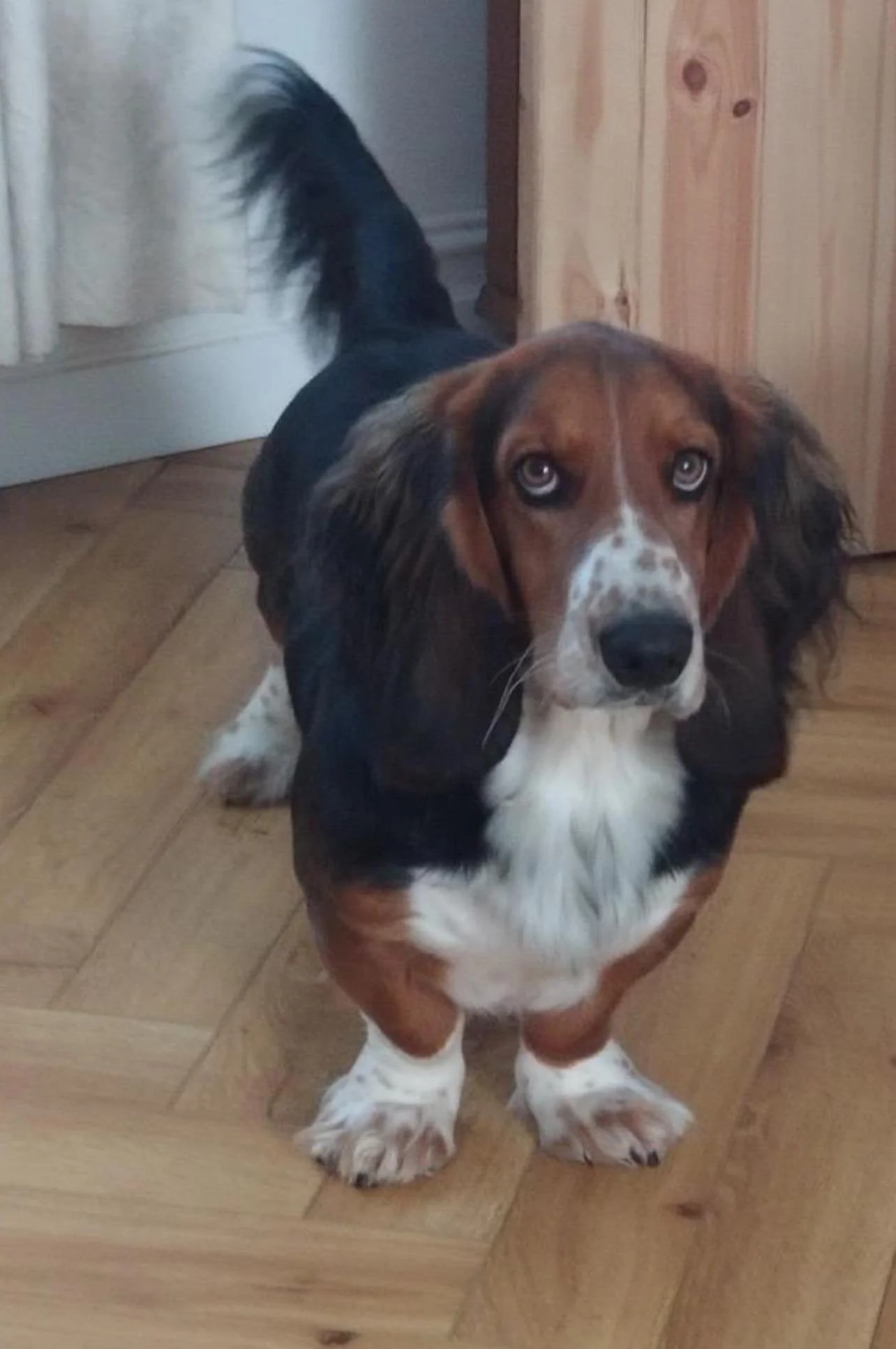 A cute dog Basset Hound with a tricolor coat, floppy ears, and expressive blue eyes sitting on hardwood flooring indoors.