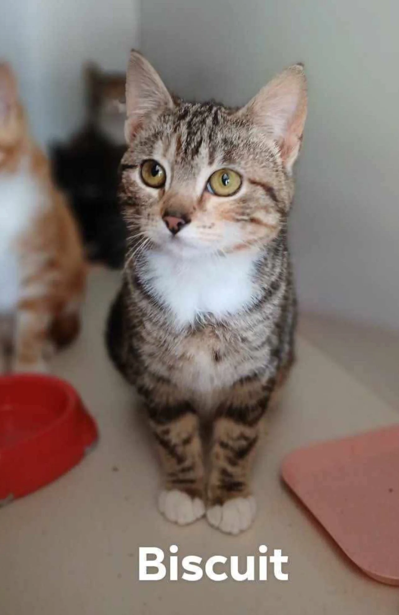 A cute tabby kitten with yellow eyes sitting on a light-colored surface near a pink mat and a red bowl, with the word "Biscuit" written at the bottom.