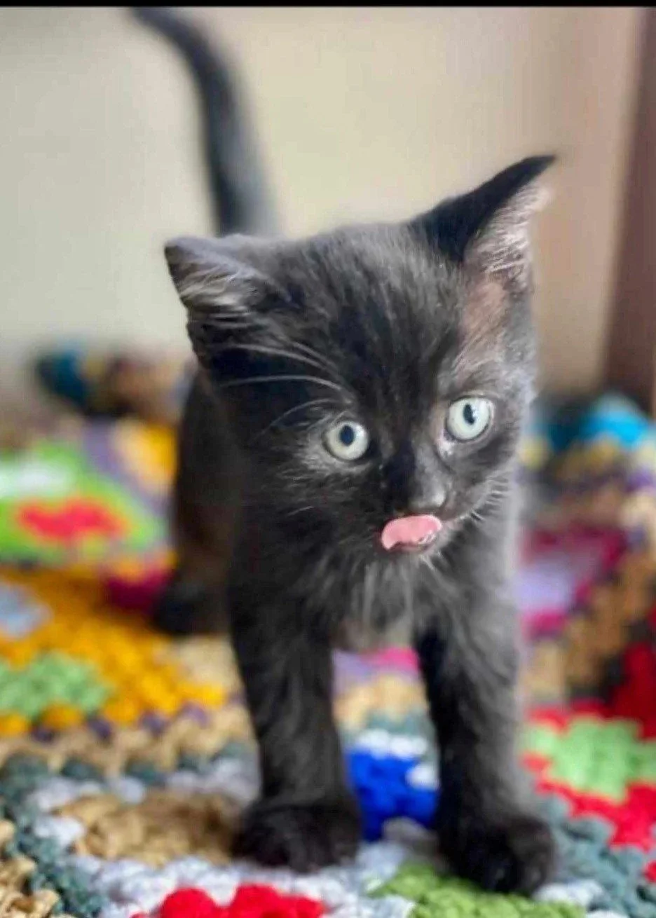 Black kitten with pale eyes and pink tongue sticking out, standing on colorful patterned blanket.