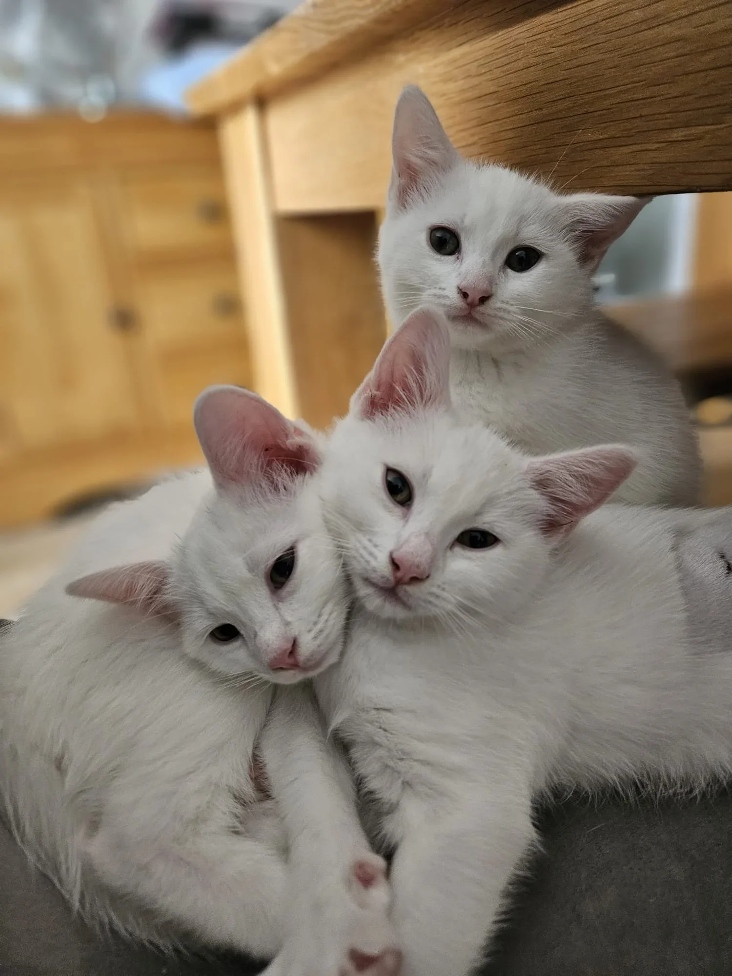 Three white kittens snuggling together on a dark surface with a wooden background.