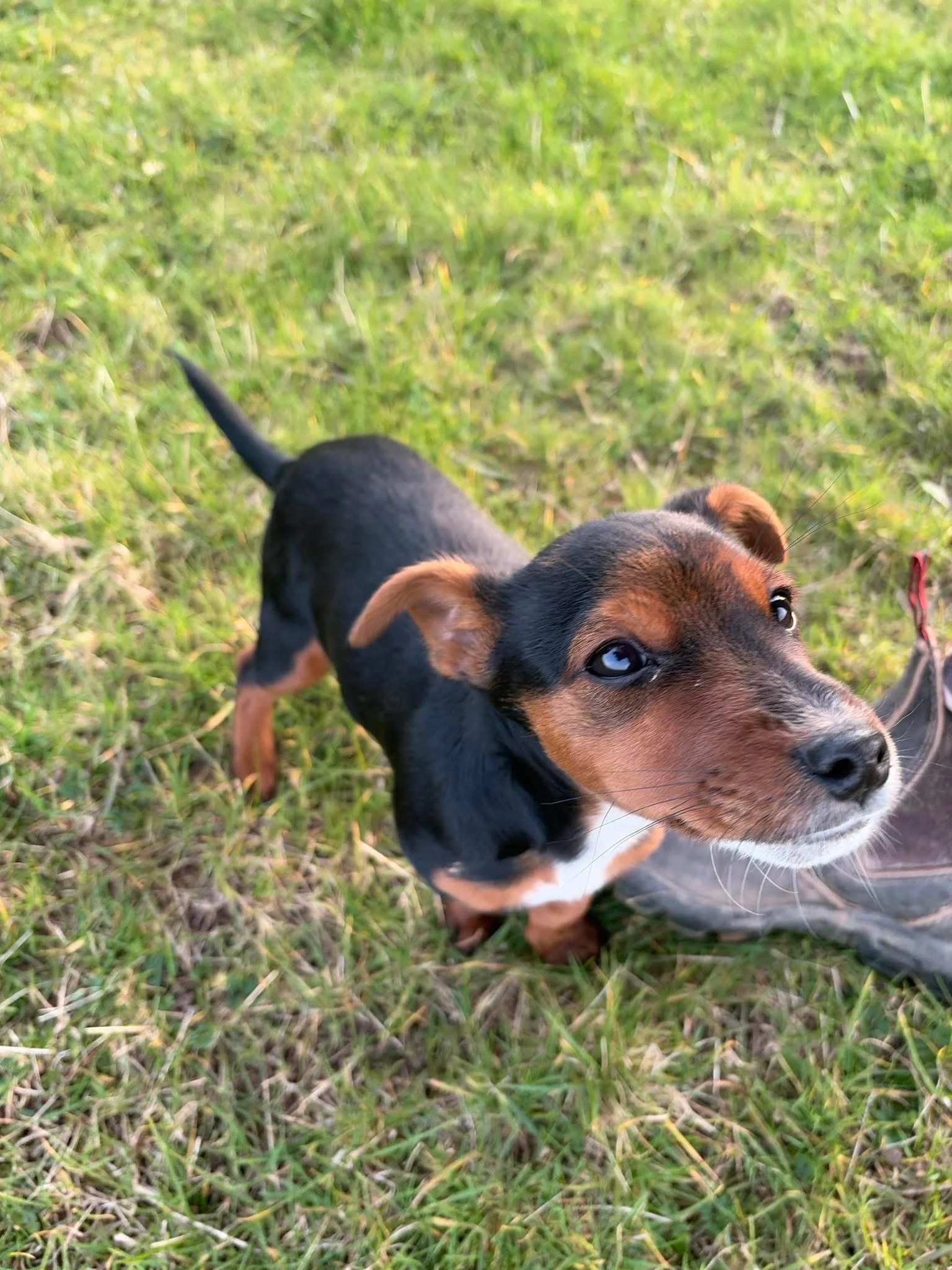 Midge: The little dog who made people stop, feel and act