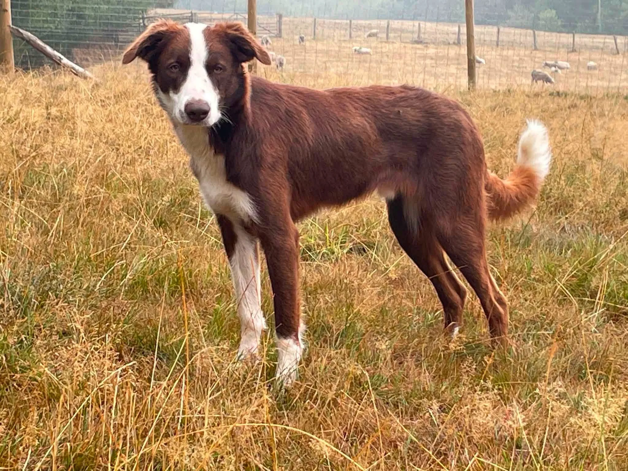 Frankie, a 11 months old male Bearded Collie X Border Collie available for adoption from Hay Animal Rescue Team in Wales