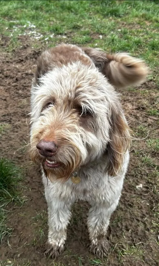 Nimbus, a 5 years old male Labrador available for adoption from Hay Animal Rescue Team in Wales