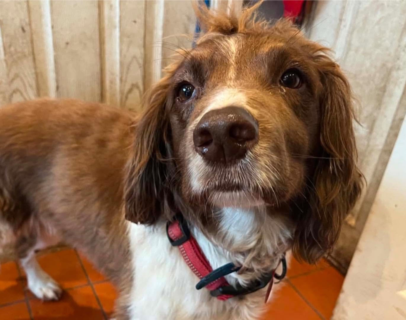 Max-Springer-Spaniel-Dog-For-Adoption-With-Hay-Animal-Rescue-Team