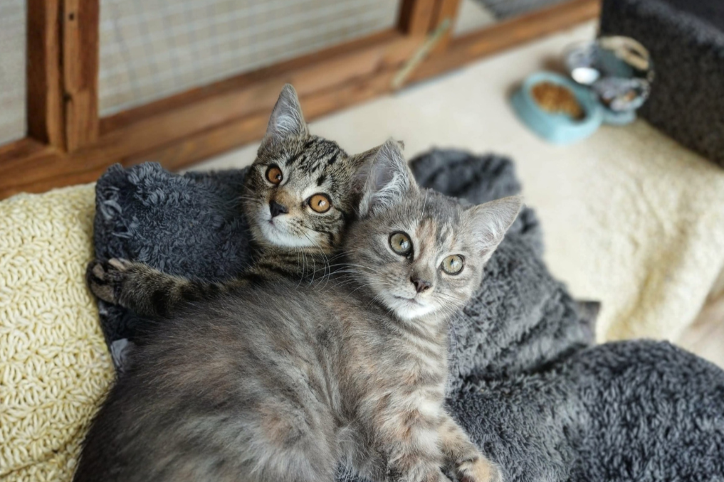 Runa and Xena at HART