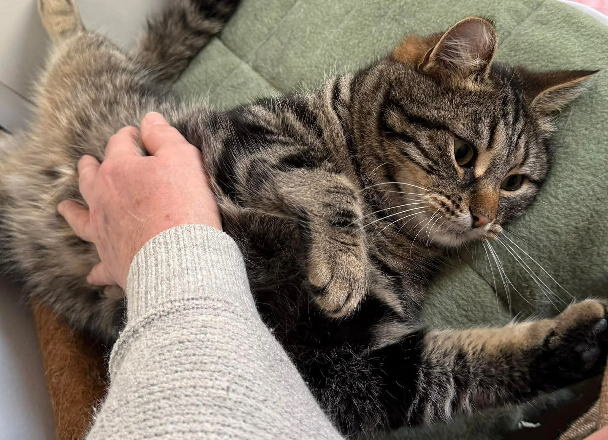 Forever Foster sponsorship at HART