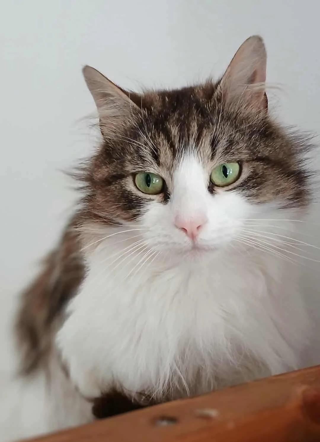 Close-up of a fluffy tabby cat with green eyes, pink nose, and white chest, looking directly at the camera.