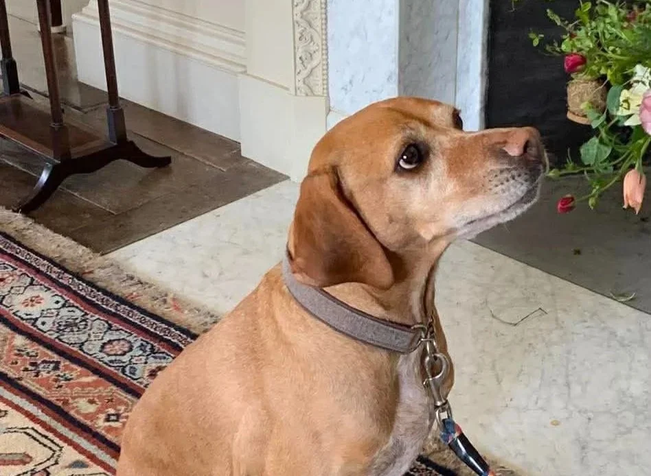 Roxy, the Forever Foster at HART