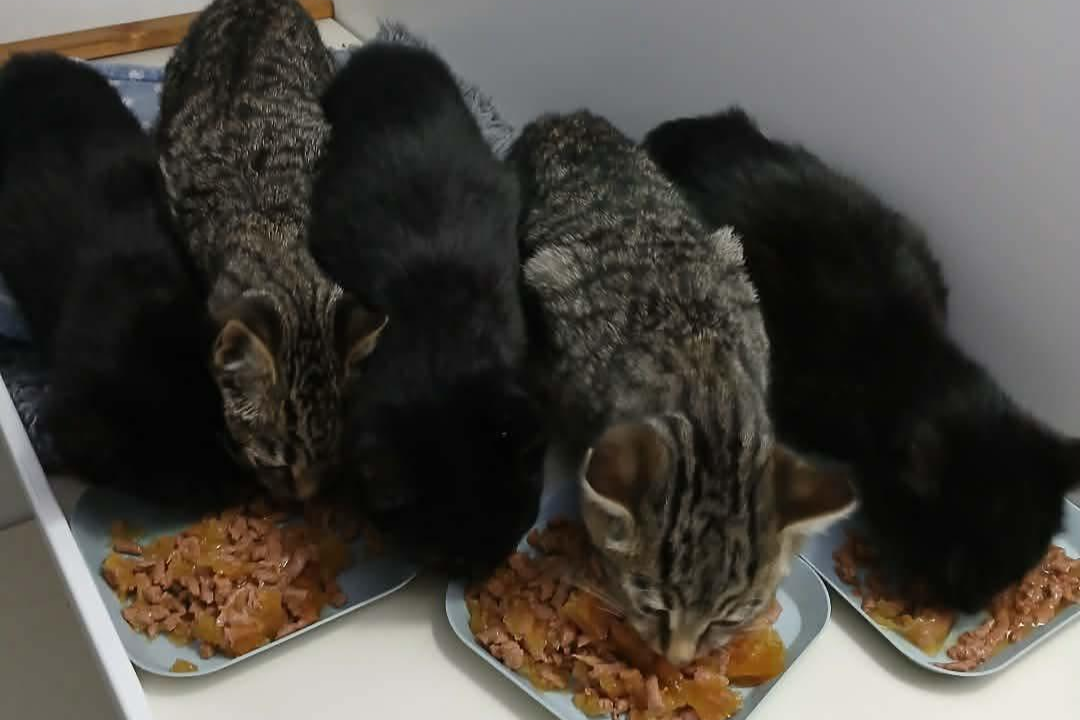 The Longtown 5 at HART