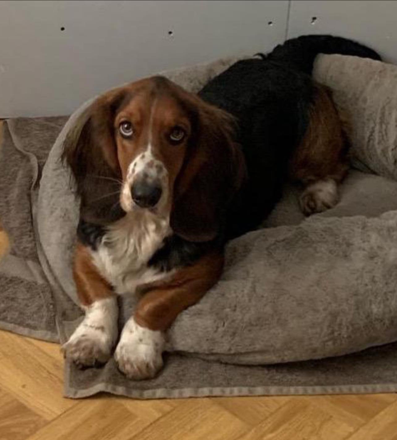 A Basset Hound dog with brown, black, and white fur lying on a beige pet bed, looking directly at the camera.