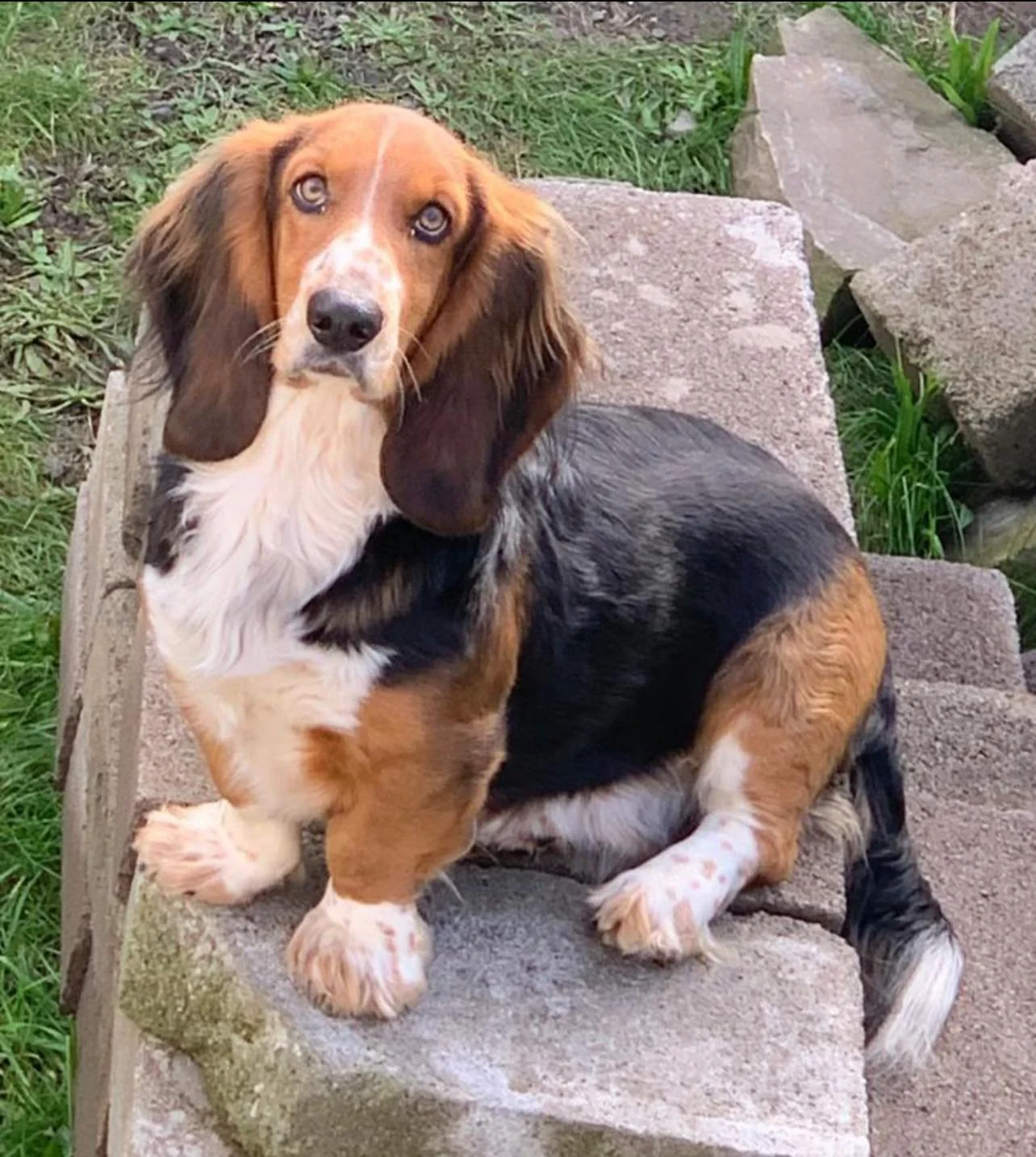 A young tricolor Basset Hound puppy with long ears and a sad expression, sitting on a stone step outdoors surrounded by grass and stones.