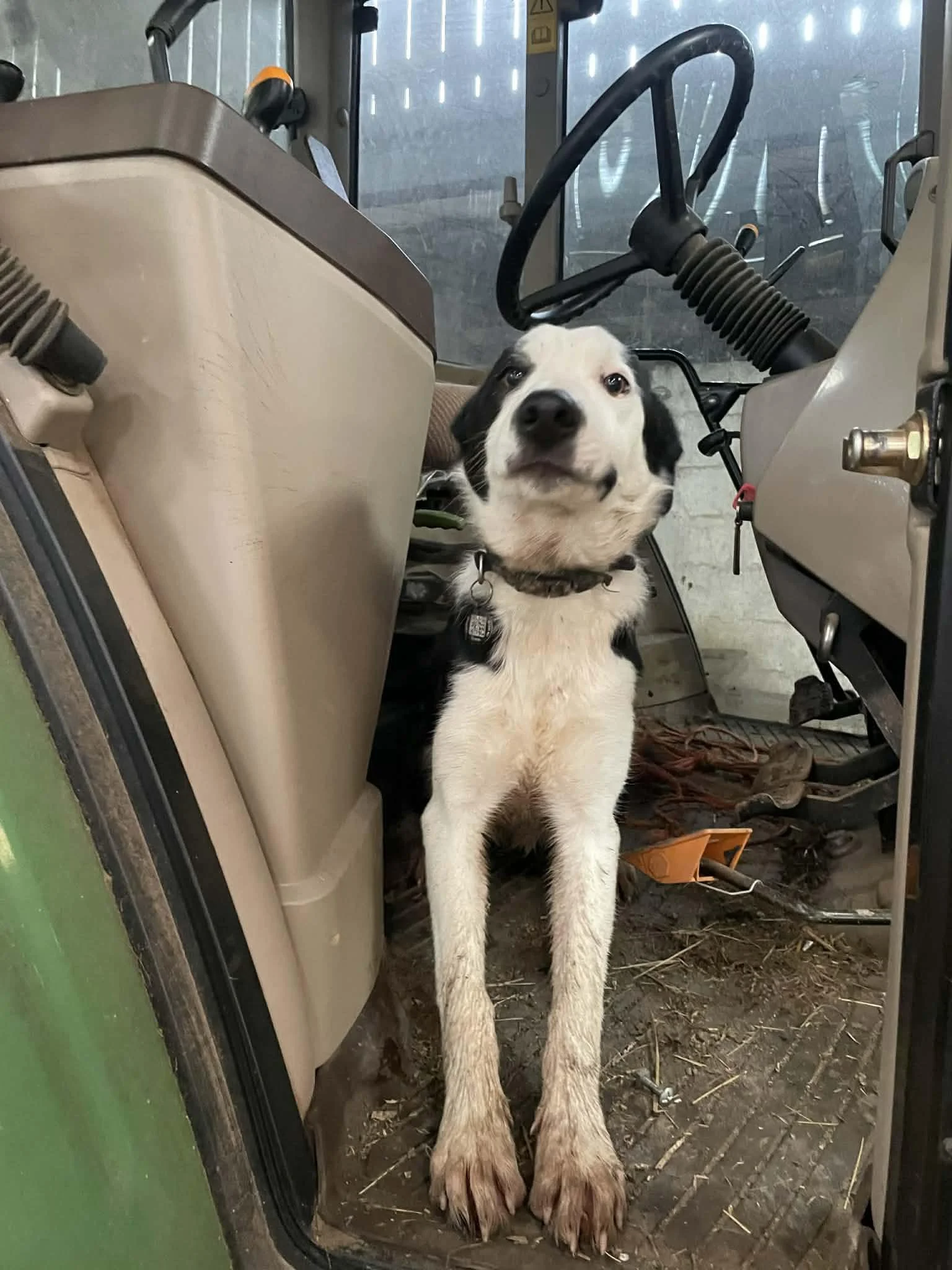 Ferg, a 6 months old male Border Collie available for adoption from Hay Animal Rescue Team in Hay-on-Wye, Wales