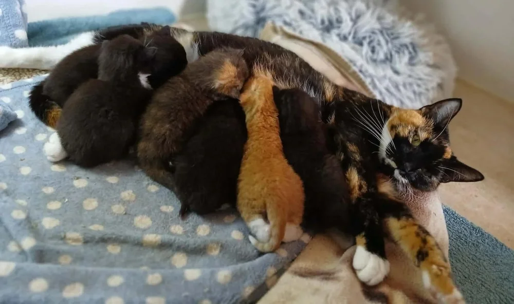 Kittens for Adoption | Apply to Reserve a Rescue Kitten — Hay Animal ...