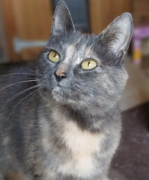 Nan-Dilute-Tortie-Adult-Cat-For-Adoption-With-Hay-Animal-Rescue-Team