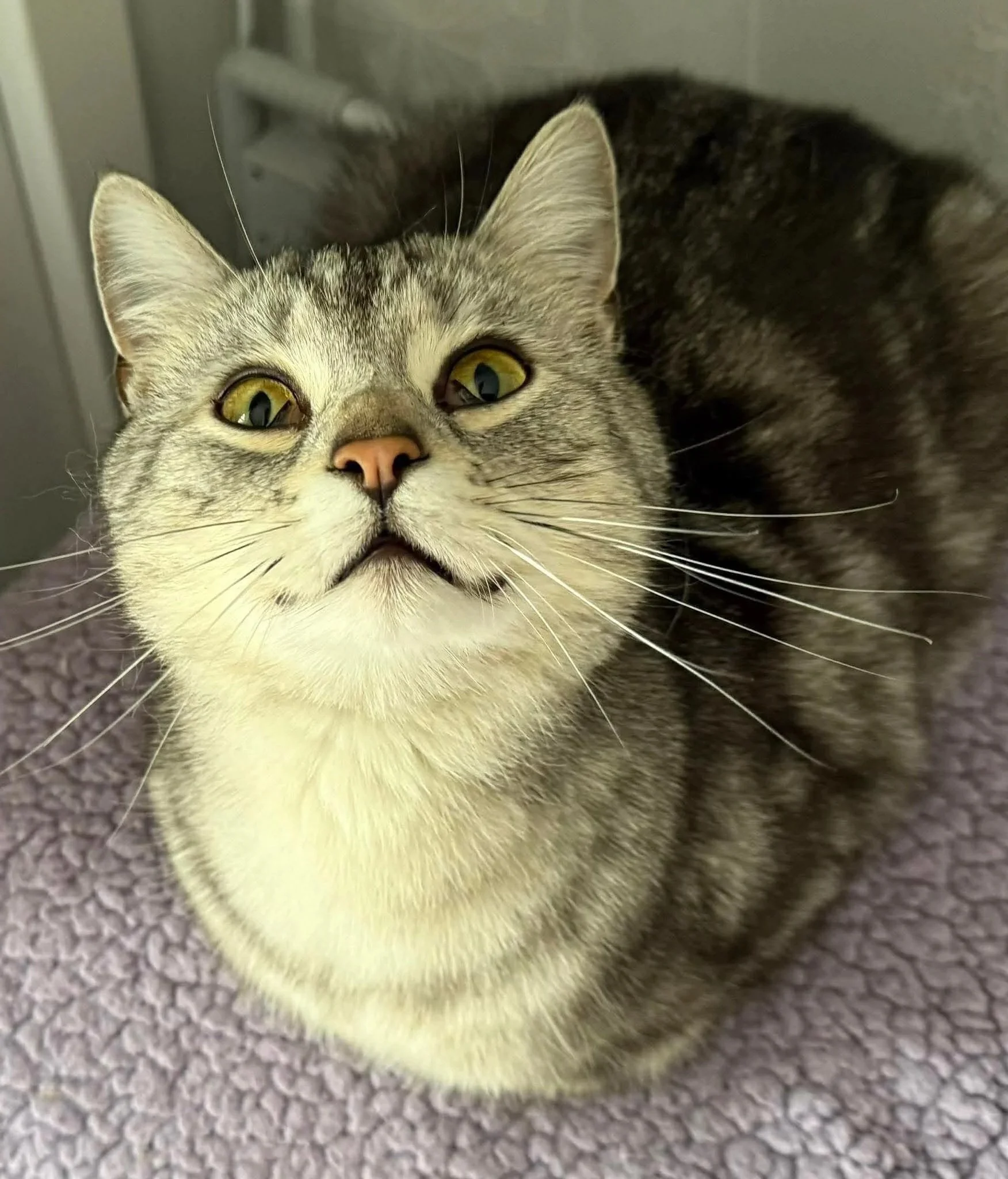 Finlay the cat at HART