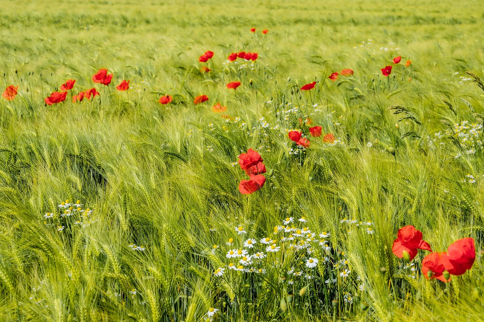 compagnonne clan bierbeek - door An Epic ViewDSC_3365.jpg