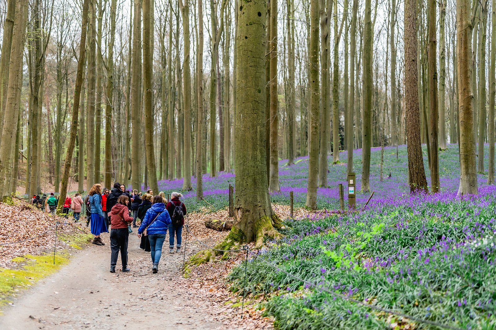 Compagnonne Clan hallerbos - door An Epic ViewDSC_9839.jpg