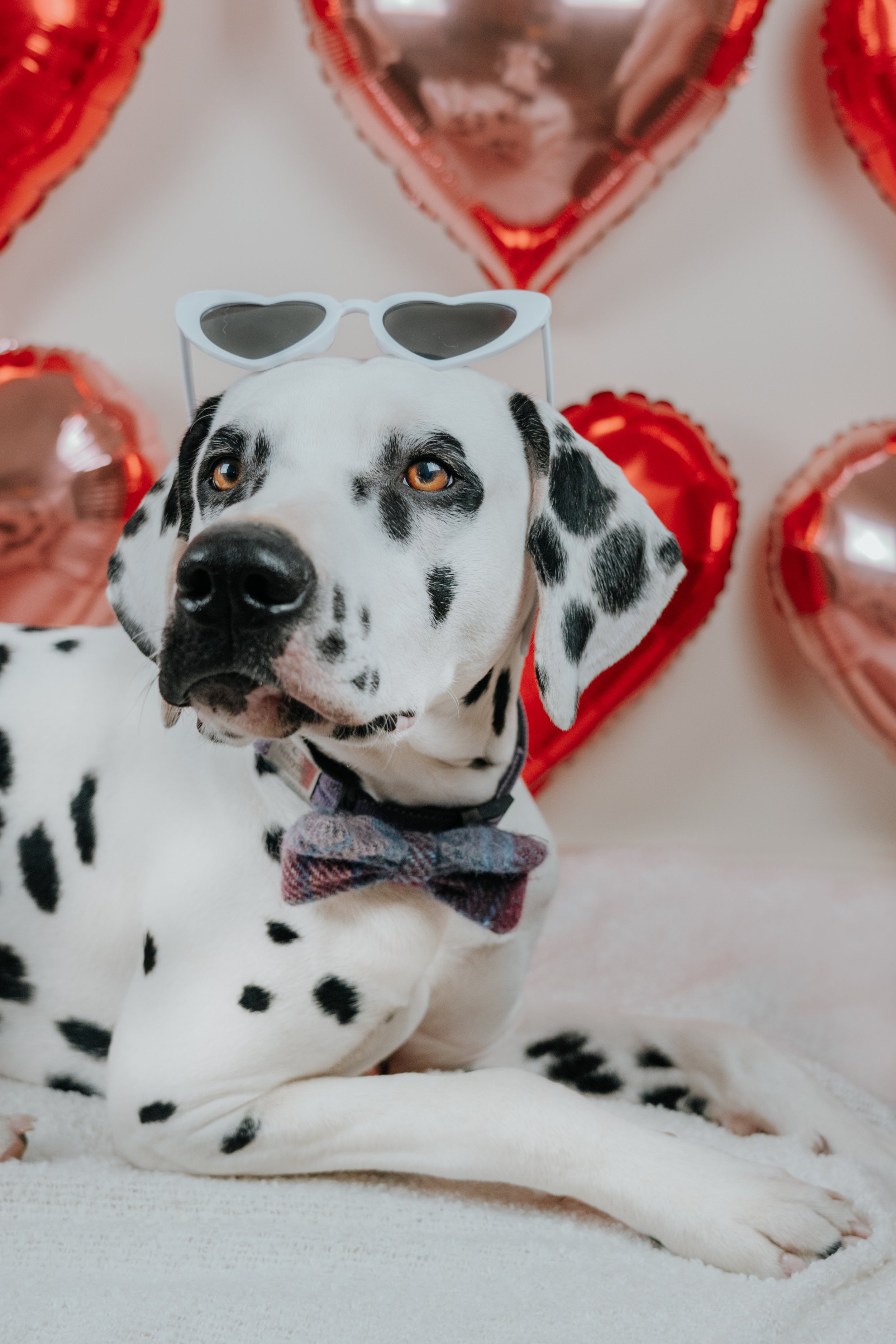 mini séance chien saint valentin Aix en provence