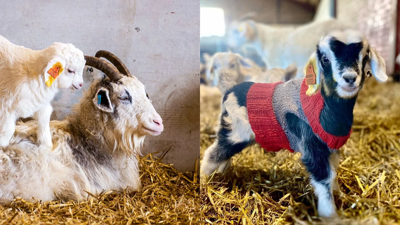 Goats