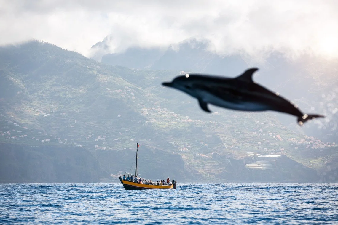 Dolphins swimming in the waters off Madeira