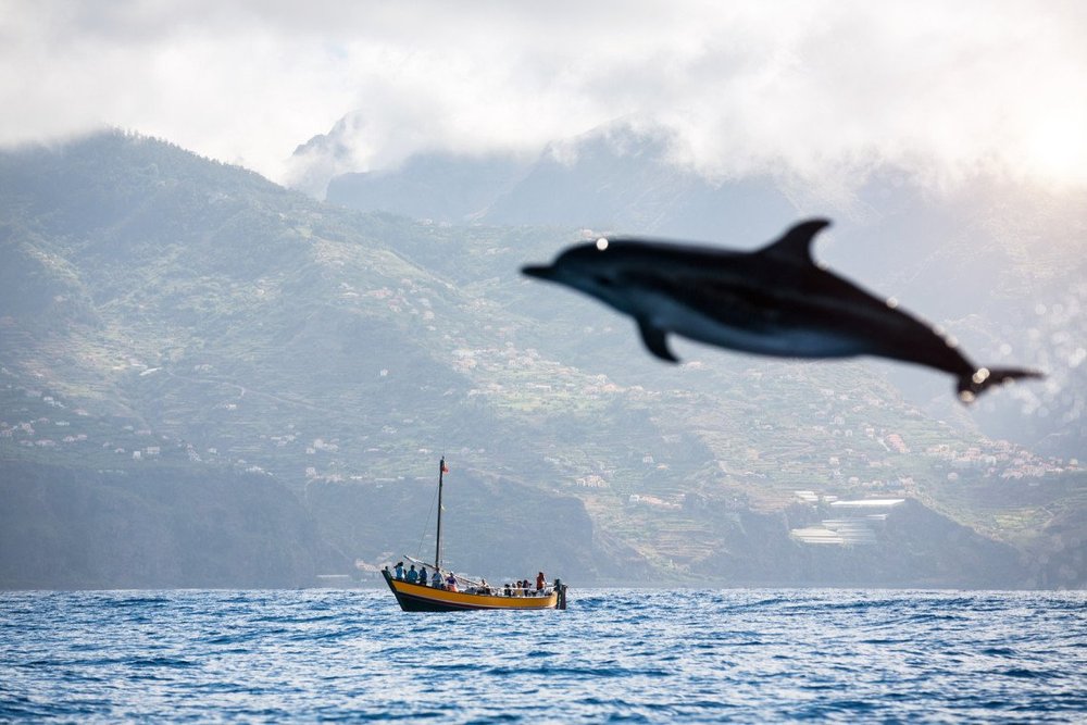 Dolphin and whale watching boat trip in Madeira