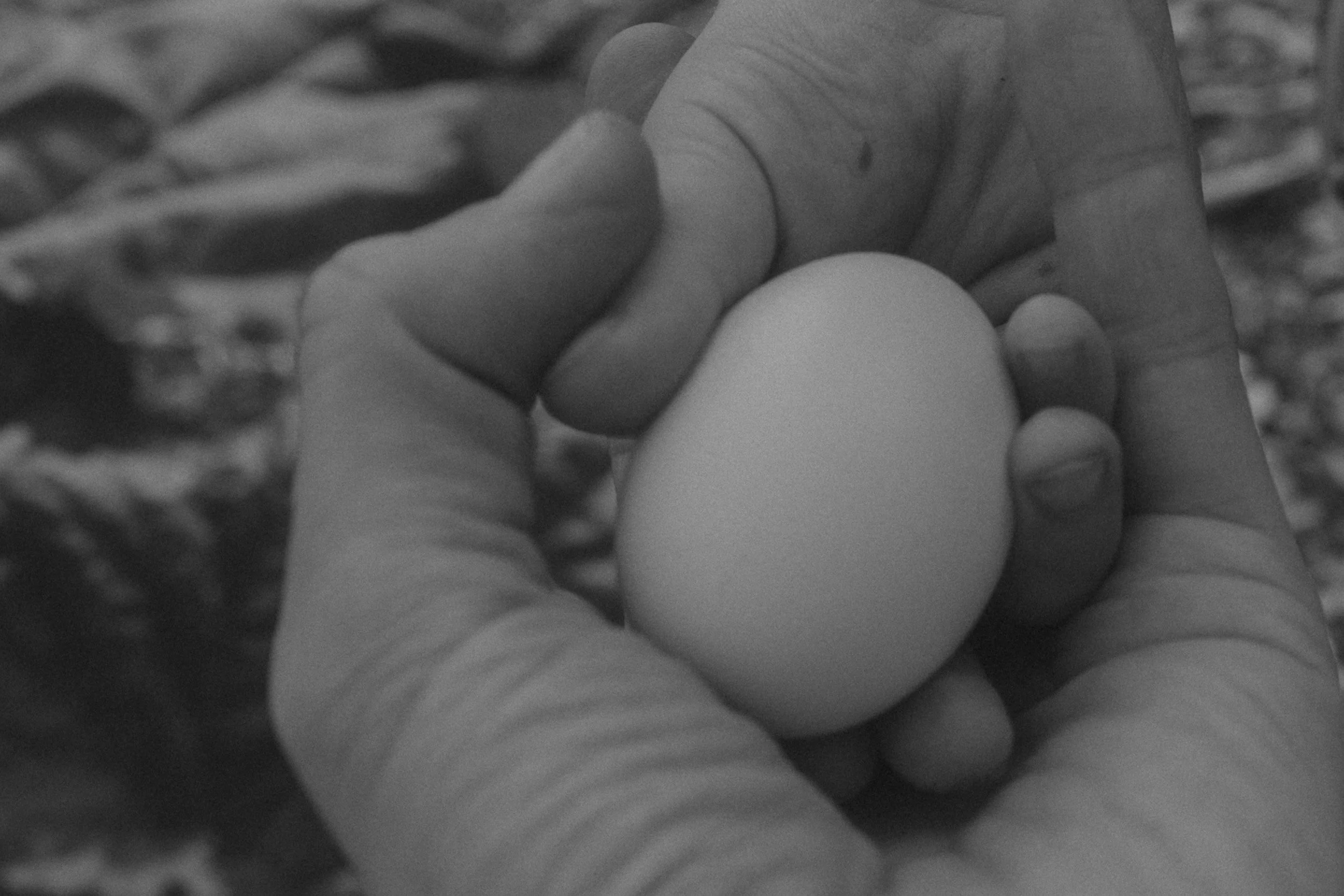 egg-DSC04939.jpg