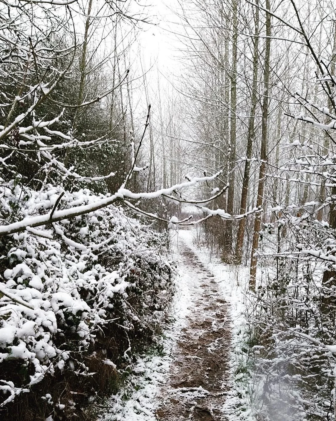 Beautiful ❄️

#snow #cedaroriental