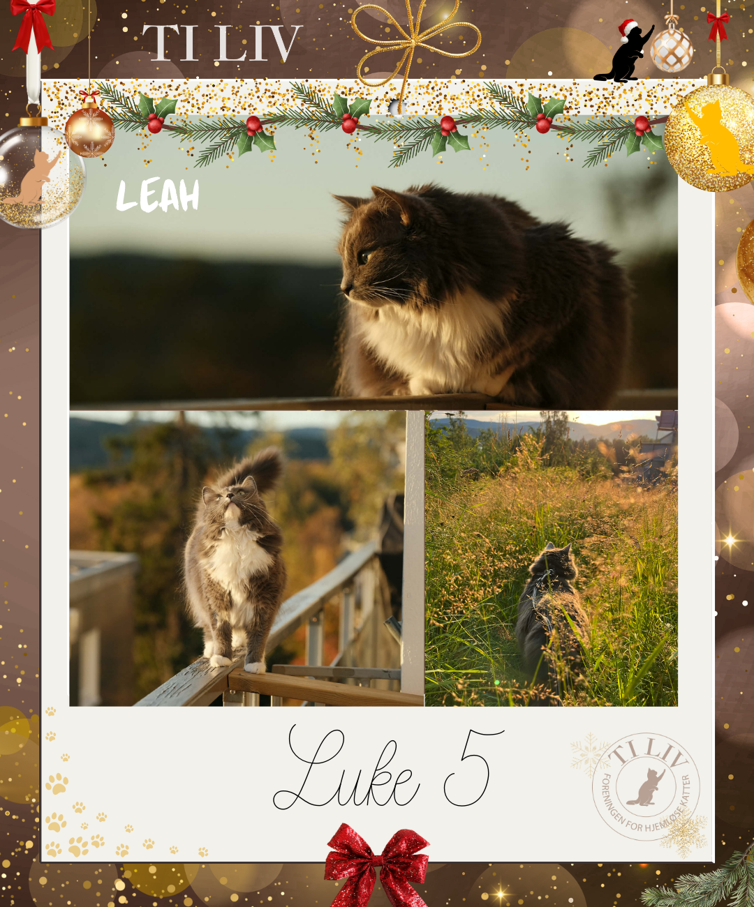Adventkalender - Luke 5