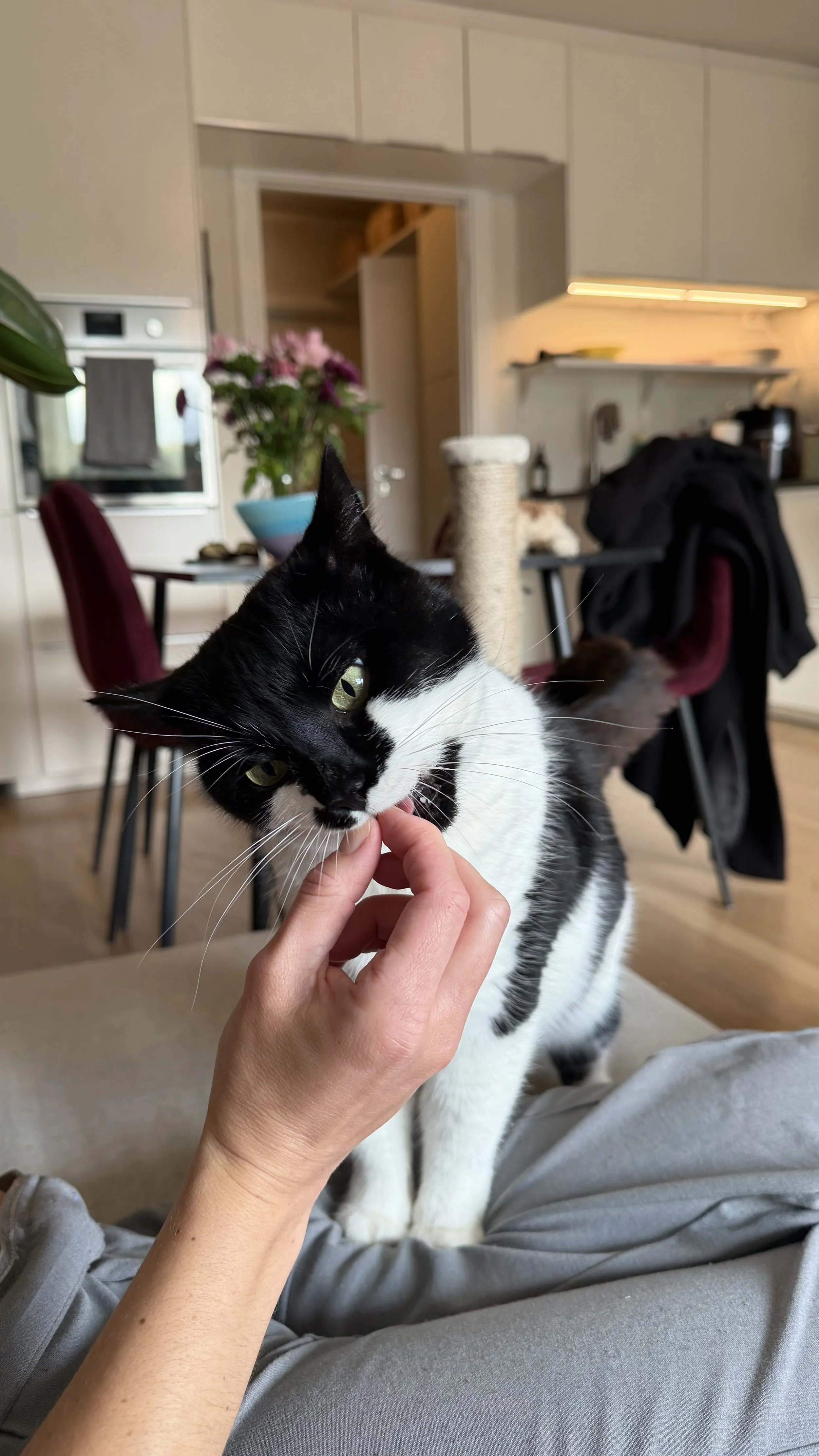 taco (6).jpeg