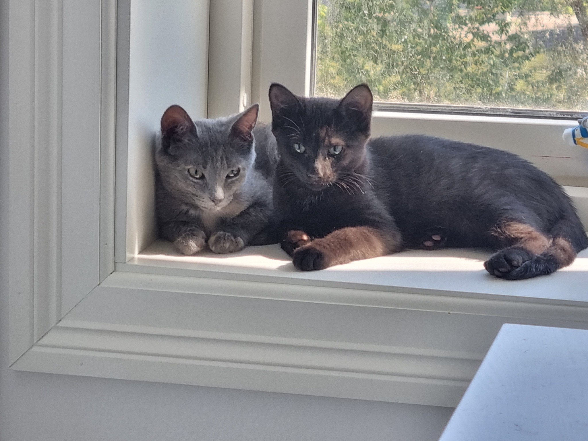 Blomst og Lille Pernille