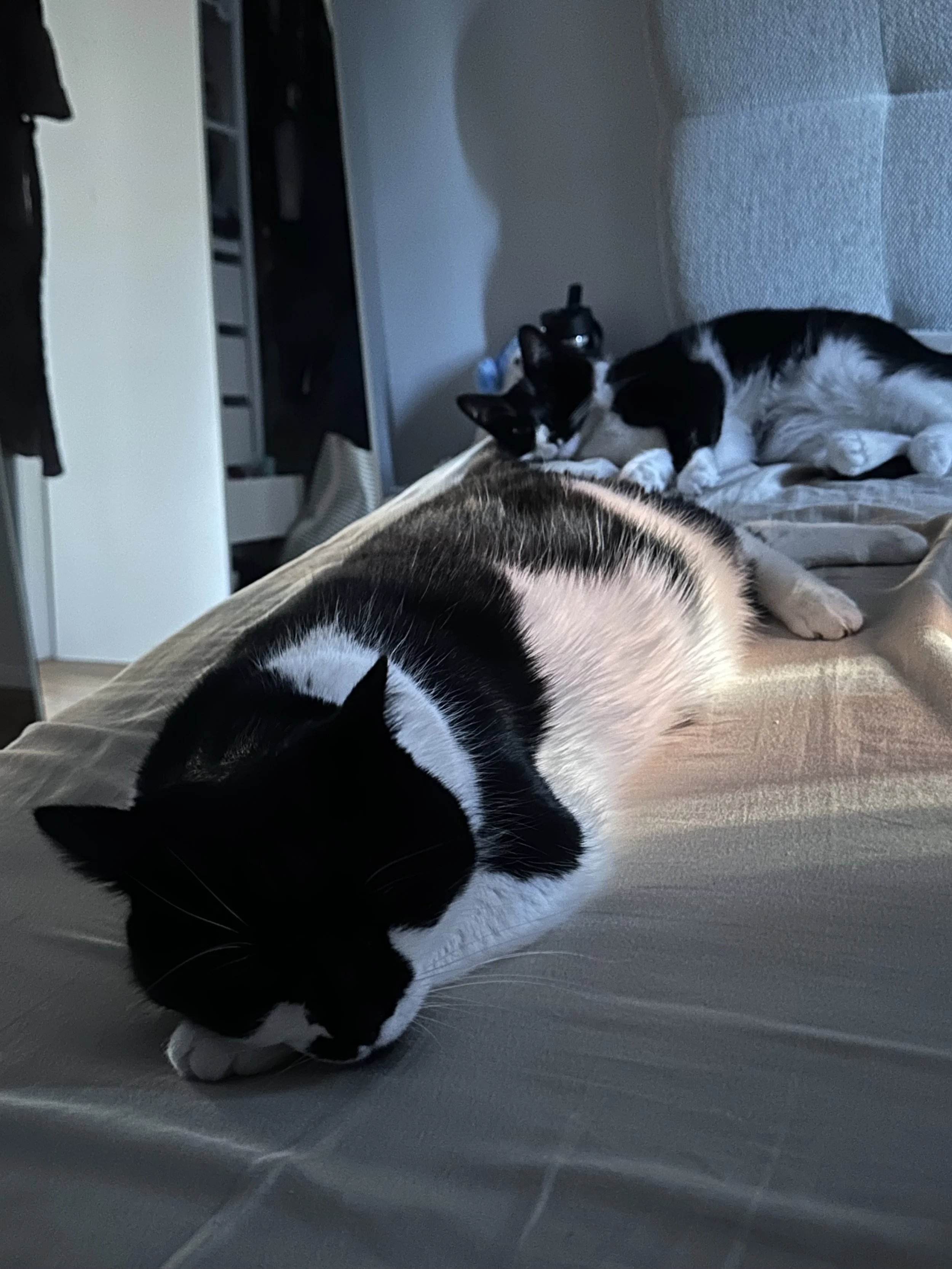 taco (7).jpeg