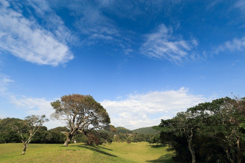 Scenic landscape with trees and blue sky
