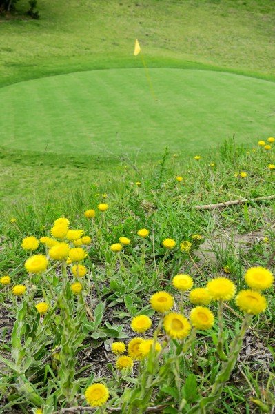 Close-up of yellow wildflowers in the foreground with a golf green and flag in the background on a grassy hill.
