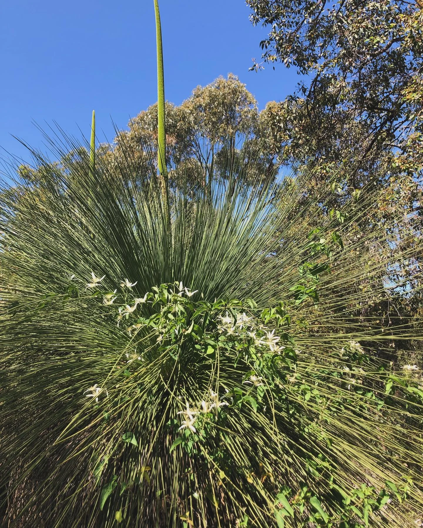 Flowering Clematis pubescens wrapped in and through a big beautiful Balga 🤍
#somethinggoddamnbeautiful
(P.s. I had no idea the butterfly was there until I begun filming)