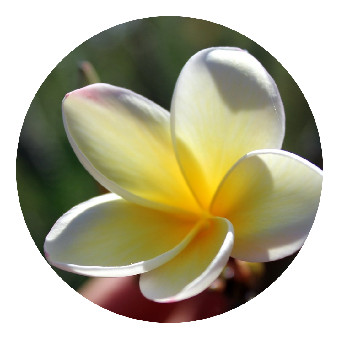 Joene_Parfums_Pastille_Fleur_de_Tiaré.png