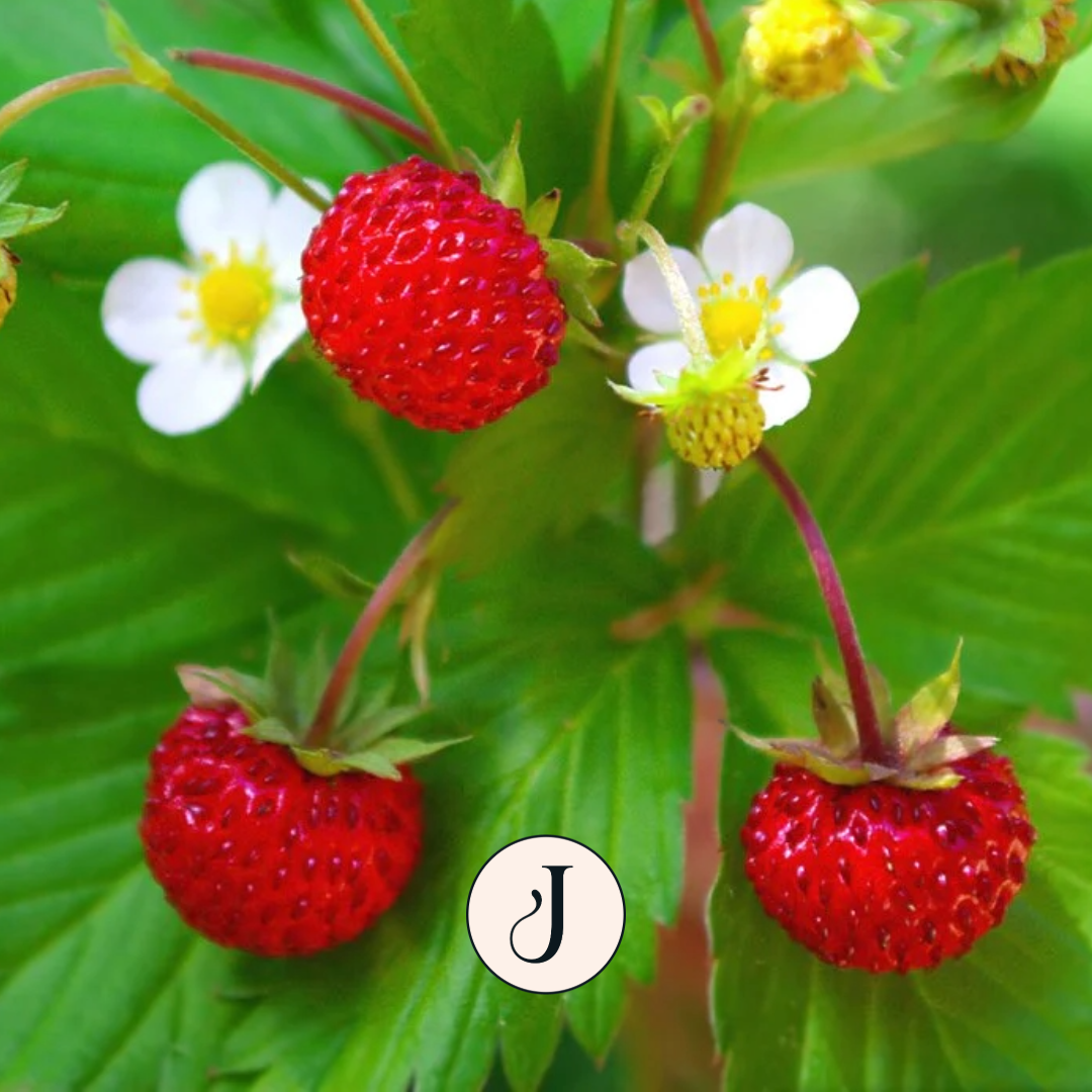Joene_parfum_Fraise_des_bois.png